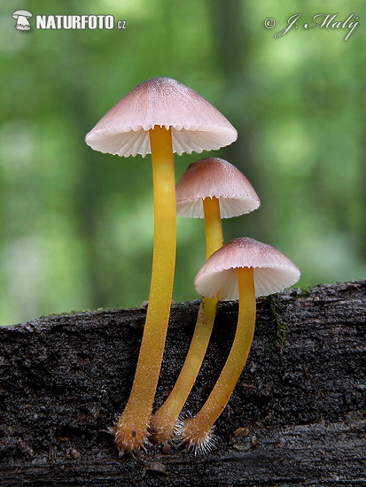 Mycena renati