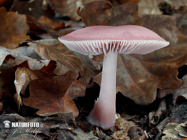 Mycena rosea