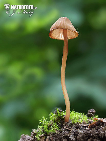 Mycena sanguinolenta