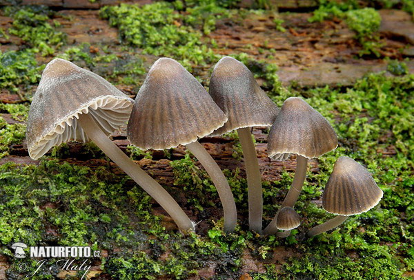 Mycena stipata