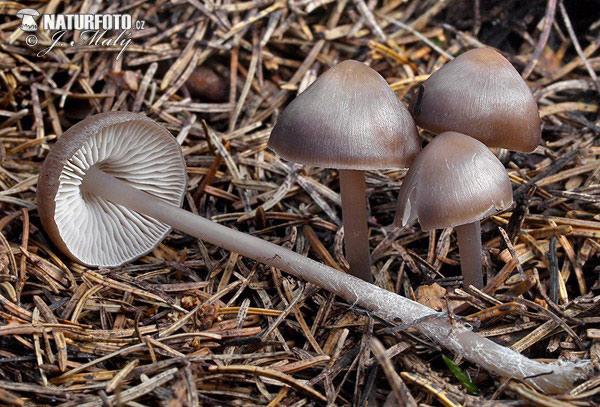 Mycena strobilicola