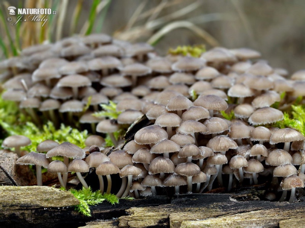 Mycena tintinnabulum