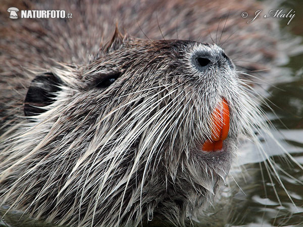 Myocastor coypus