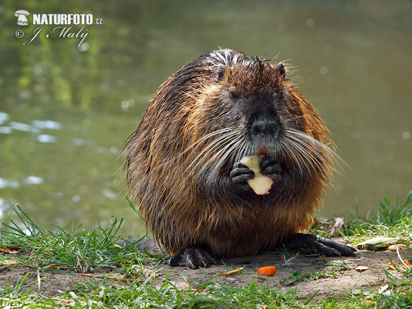 Myocastor coypus