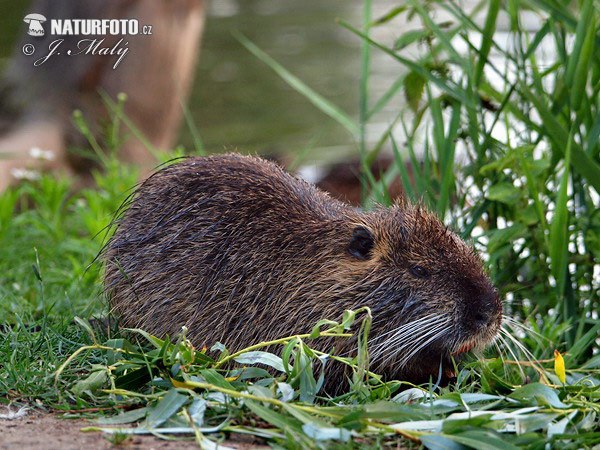 Myocastor coypus