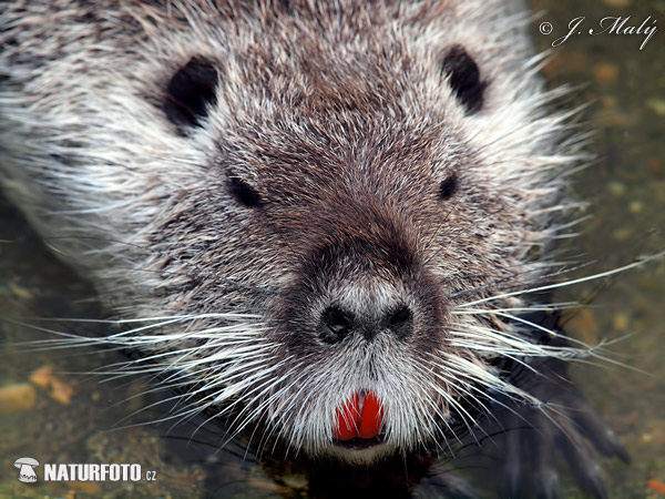 Myocastor coypus