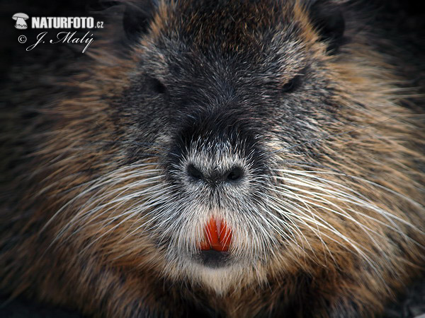 Myocastor coypus