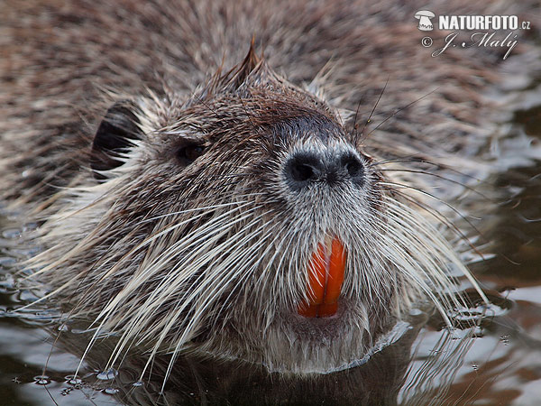 Myocastor coypus