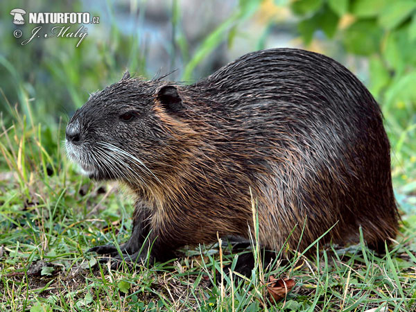 Myocastor coypus