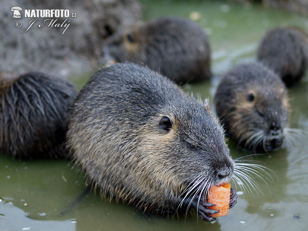 Myocastor coypus