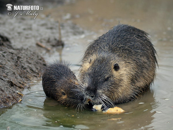 Myocastor coypus