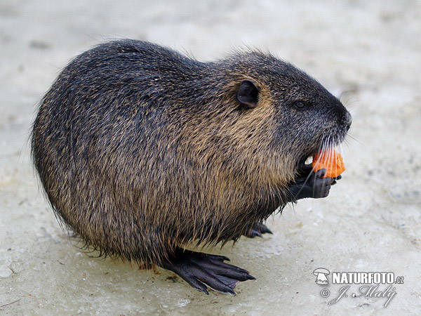 Myocastor coypus