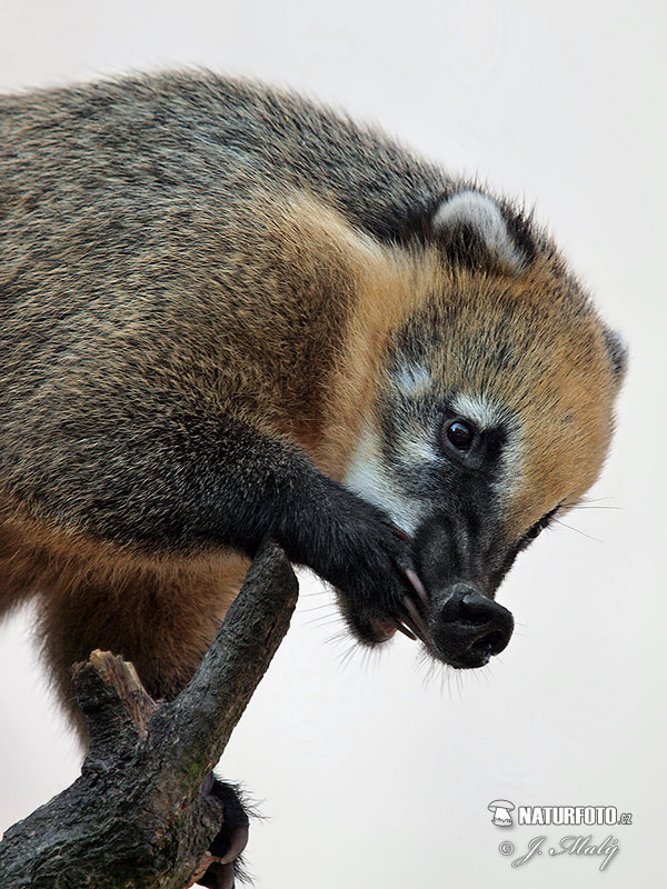 Nasua rosso o Coati rosso