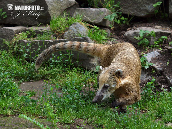 Nasua rosso o Coati rosso