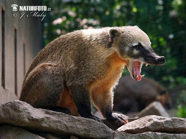 Nasua rosso o Coati rosso