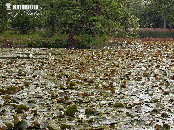 Nenúfar blanco