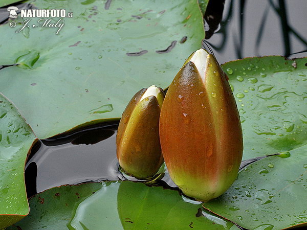 Nenúfar blanco