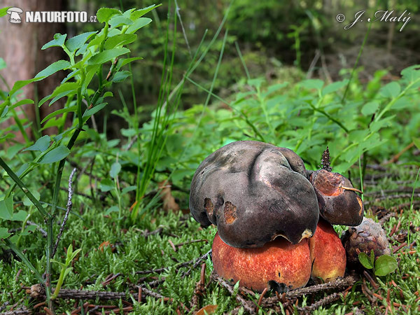 Neoboletus erythropus