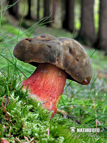 Neoboletus erythropus