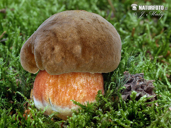 Neoboletus erythropus