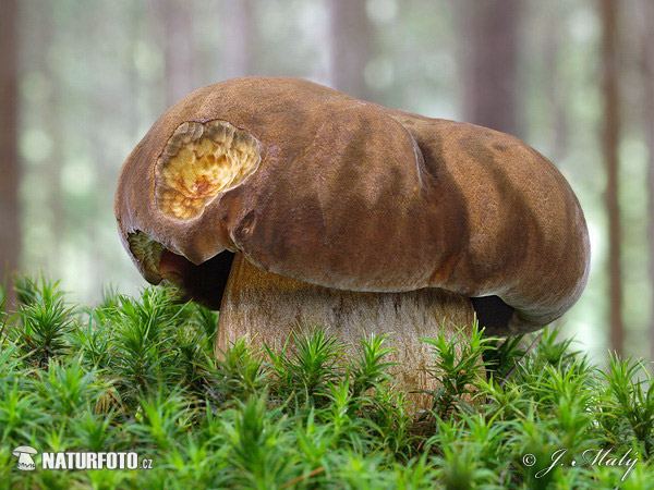 Neoboletus erythropus