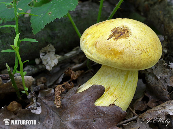 Neoboletus junquilleus