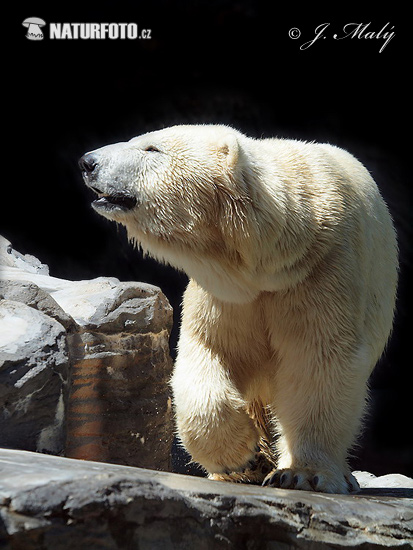 Niedźwiedź polarny