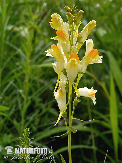 ntirrhinum linaria L. syn. Linaria intermedia Schur