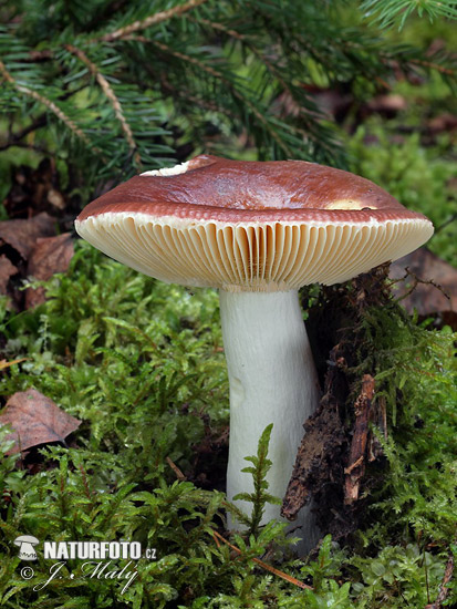 Nutty Brittlegill Mushroom (Russula integra)