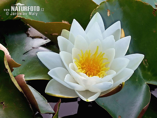 Nymphaea alba