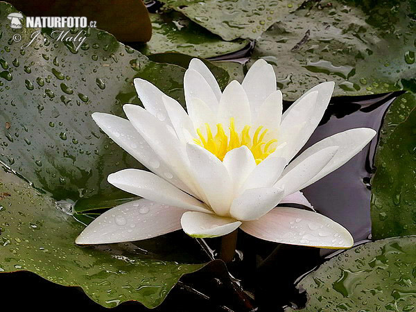 Nymphaea alba