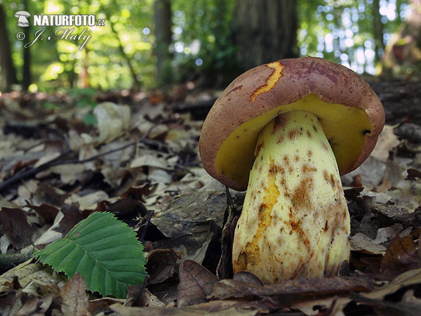 Oak Bolete Mushroom (Butyriboletus appendiculatus)