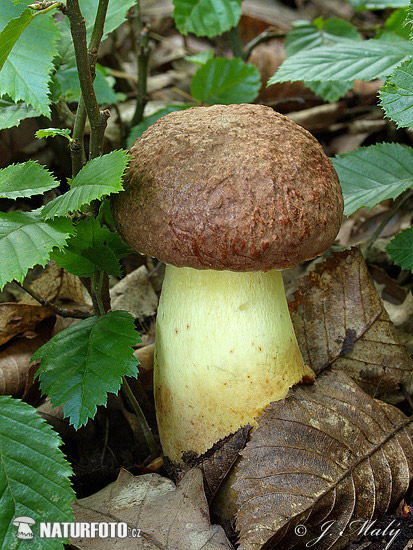 Oak Bolete Mushroom (Butyriboletus appendiculatus)