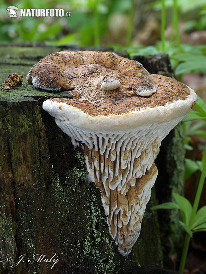 Oak Mazegill Mushroom (Daedalea quercina)