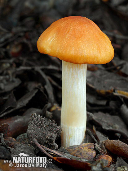 Oak Woodwax Mushroom (Hygrophorus nemoreus)