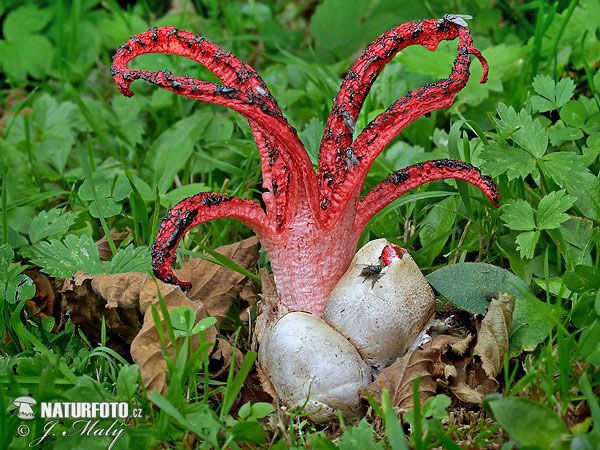 Octopus stinkhorn Mushroom (Clathrus archeri)