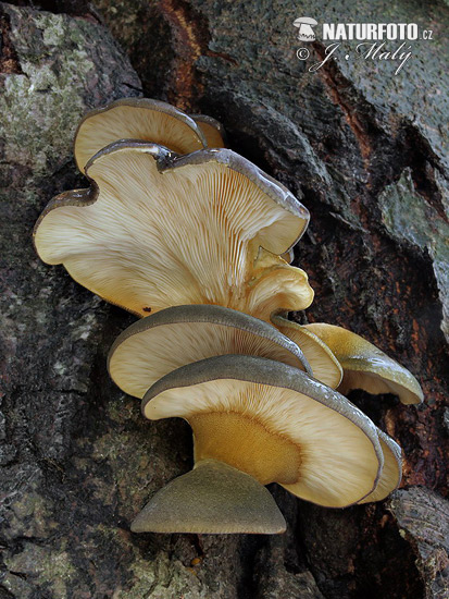 Olive Oysterling Mushroom (Panellus serotinus)