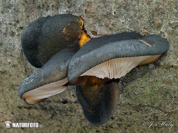 Olive Oysterling Mushroom (Panellus serotinus)