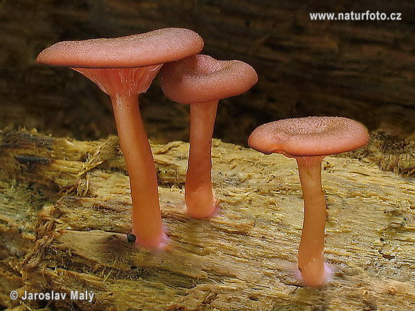 Omphalina discorosea Mushroom (Omphalina discorosea)