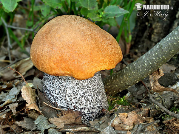 Orange Birch Bolete Mushroom (Leccinum versipelle)