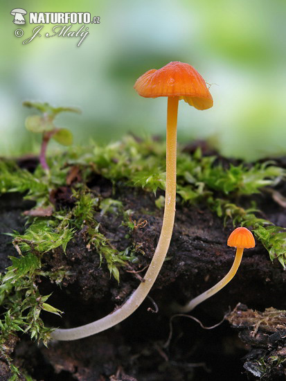 Orange Bonnet Mushroom (Mycena acicula)