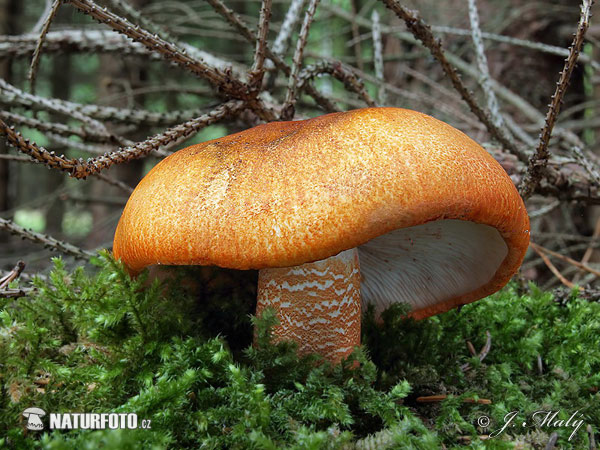 Orange Knight Mushroom (Tricholoma aurantium)