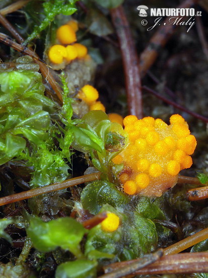 orange legeskål