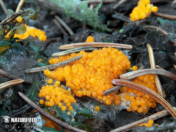 orange legeskål