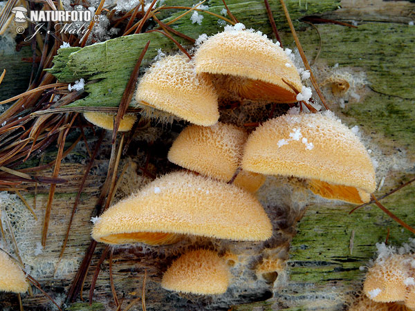 Orange Mock Oyster Mushroom (Phyllotopsis nidulans)