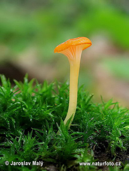 Orange Mosscap Mushroom (Rickenella fibula)