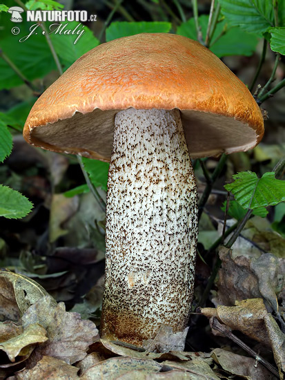 Orange Oak Bolete Mushroom (Leccinum aurantiacum)