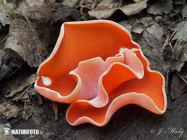 Orange Peel Fungus Mushroom (Aleuria aurantia)
