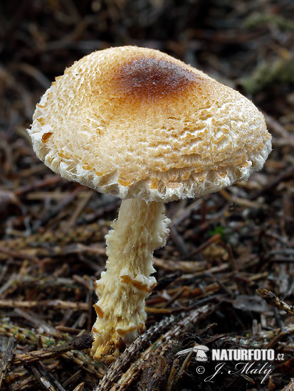 Orange-scaled Parasol Mushroom (Lepiota magnispora)