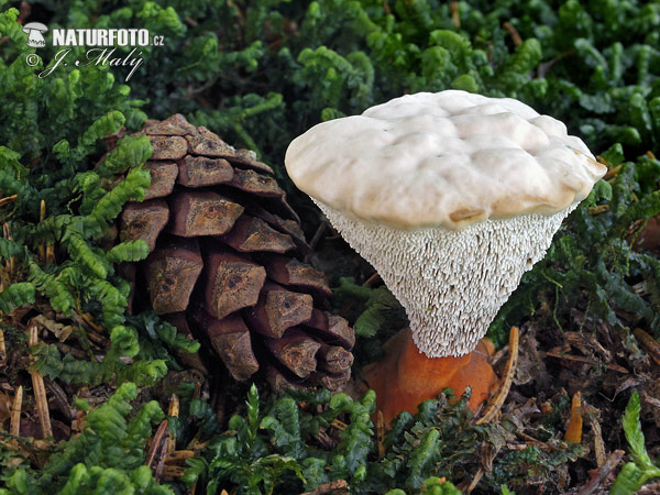 Orange Tooth Mushroom (Hydnellum floriforme)